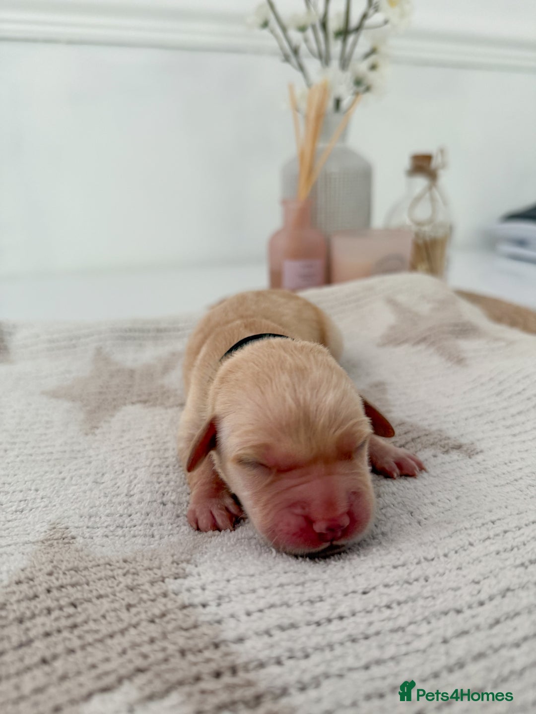 Goldador dogs for sale: A Special Litter of Goldador Puppies - Image 12