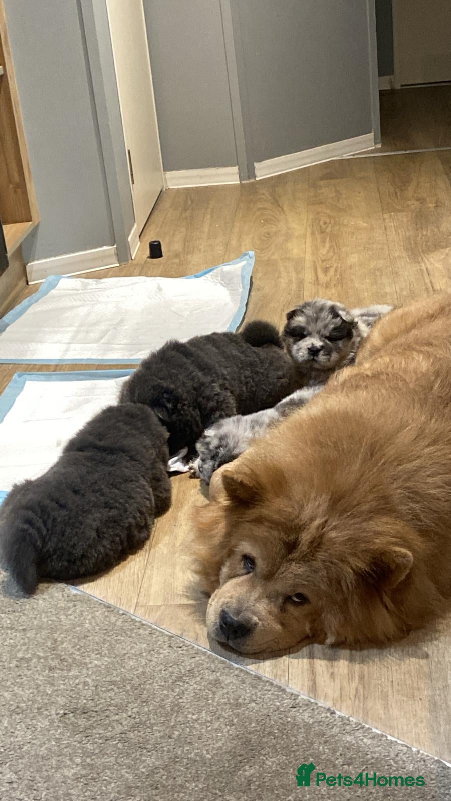 Chow Chow dogs chow chow puppies  - Advert 3