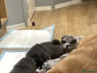 Chow Chow dogs chow chow puppies - Advert 3