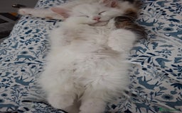 Persian cats for sale: Beautiful Nine week old Turkish Angora Female - Image 3