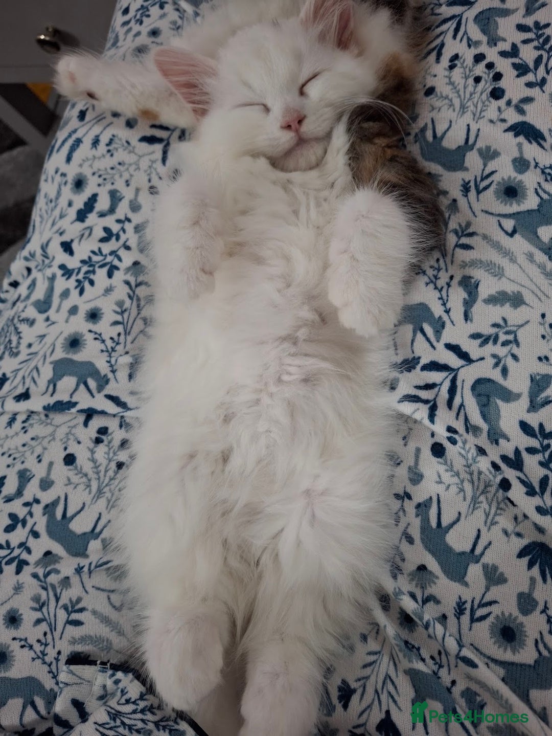 Persian cats for sale: Beautiful Nine week old Turkish Angora Female - Image 3