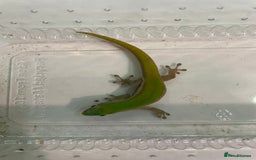 Gecko reptiles for sale: Mauritian Blue Tailed Day Gecko p. Cepediana  - Image 6