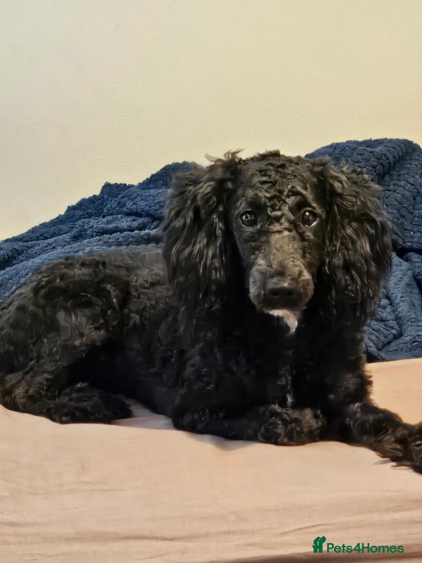 Miniature Poodle dogs Adorable Dotty miniature poodle - Advert 12