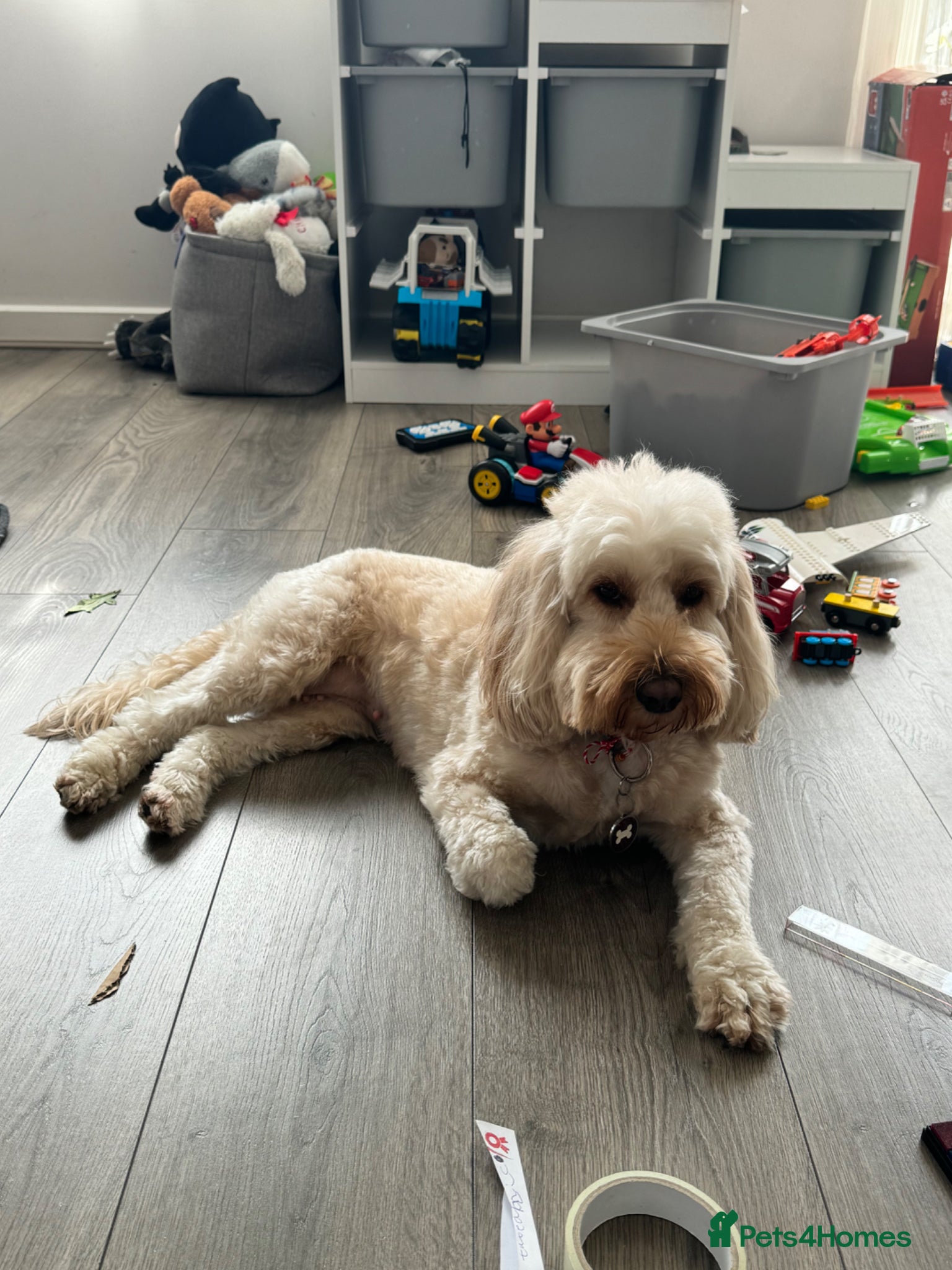 Cockapoo dogs Adorable Male Cockapoo Puppy for Sale 🐾 - Advert 2