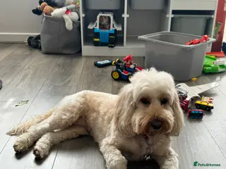 Cockapoo dogs Adorable Male Cockapoo Puppy for Sale 🐾 - Advert 1