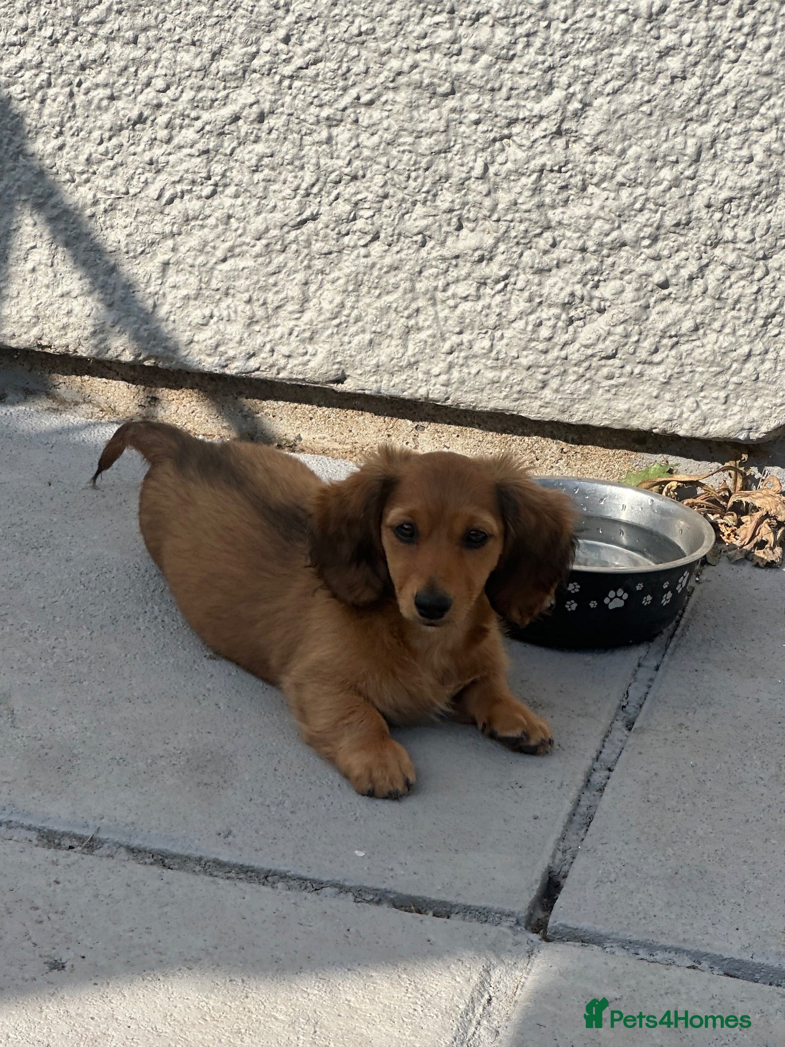 Miniature Dachshund dogs  Reduced beautiful female ready to leave  - Advert 5