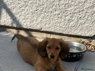 Miniature Dachshund dogs Reduced beautiful female ready to leave - Advert 5