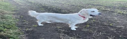 Golden Retriever dogs for sale: KC reg Golden retriever puppies 5* licence - Advert 20
