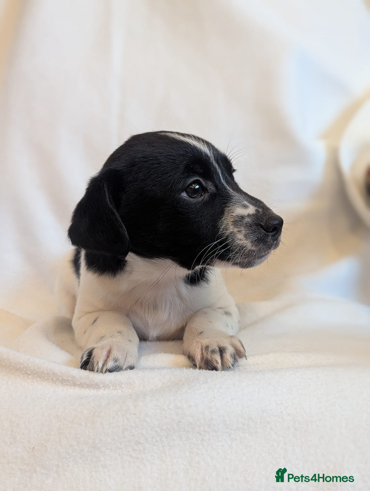 Jack Russell dogs Jack Russell puppies  - Advert 20