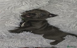 Staffordshire Bull Terrier dogs for sale: Staffordshire bull terrier  - Advert 3