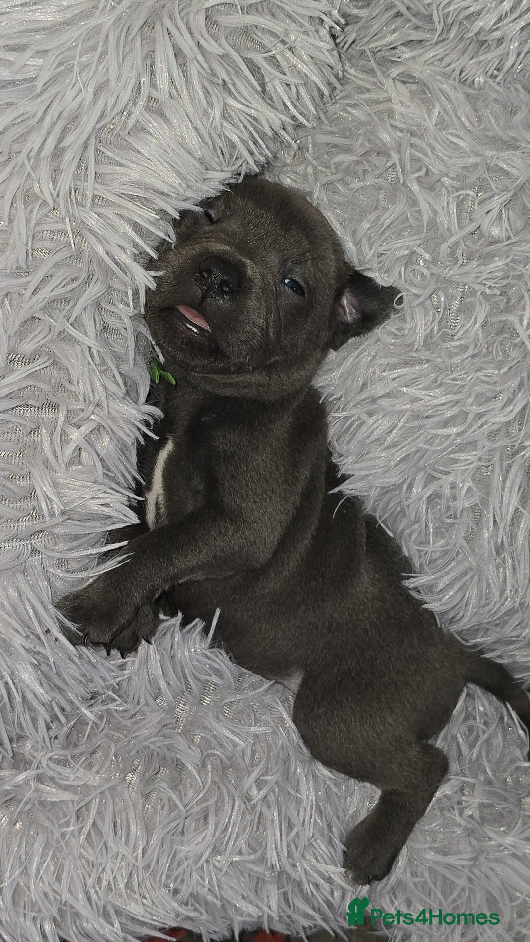 Staffordshire Bull Terrier dogs for sale: Staffordshire bull terrier  - Advert 3