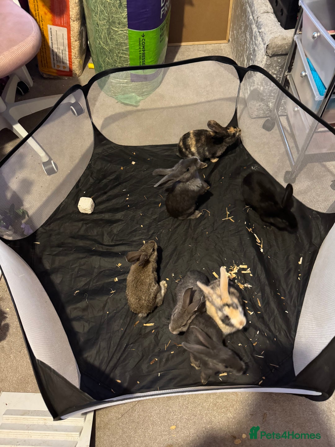 British Giant rabbits for sale: Lops x giant baby rabbits  - Image 4