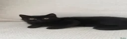 British Shorthair cats for sale: Black girl british shorthairkitten - Advert 4