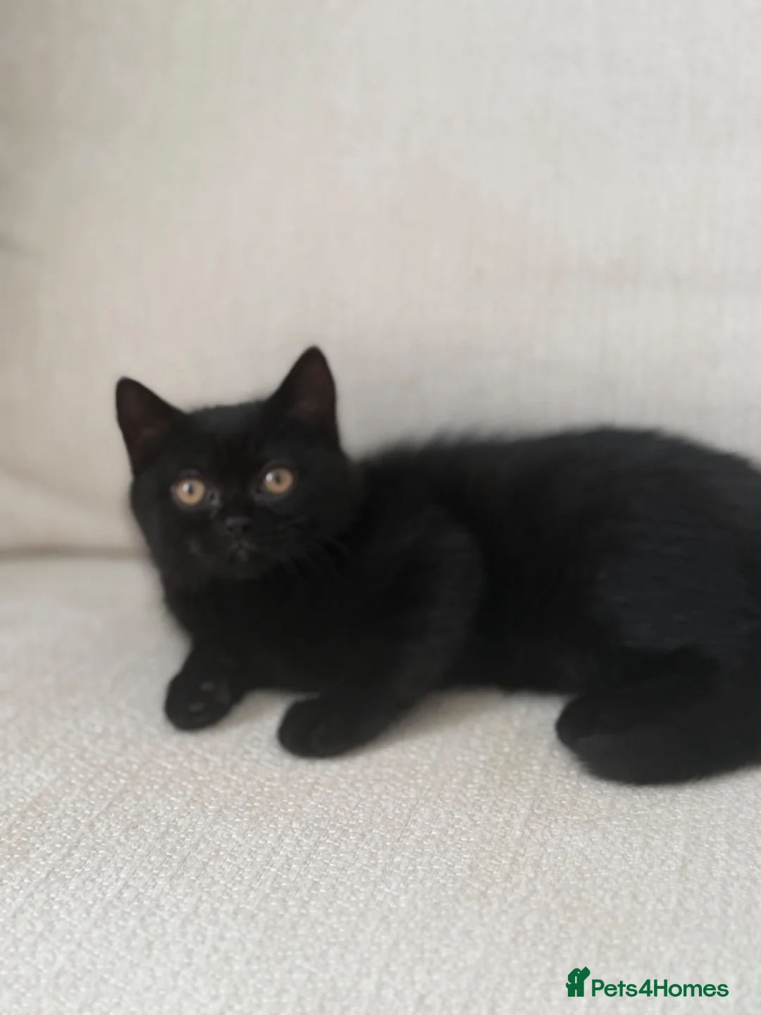 British Shorthair cats for sale: Black girl british shorthairkitten - Advert 4
