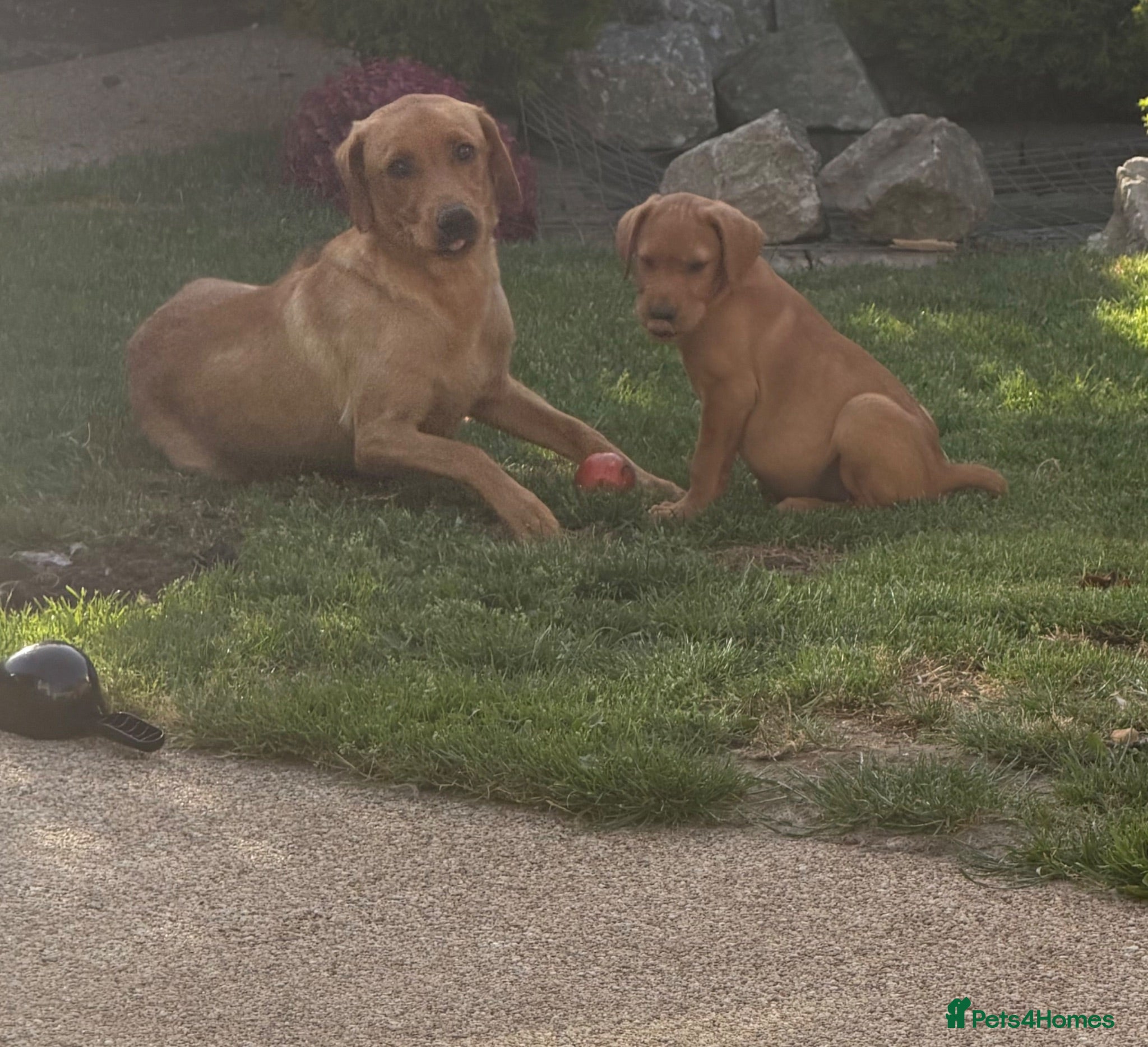 Labrador Retriever dogs 1 boy left fox Labrador puppies ❗️ - Advert 2