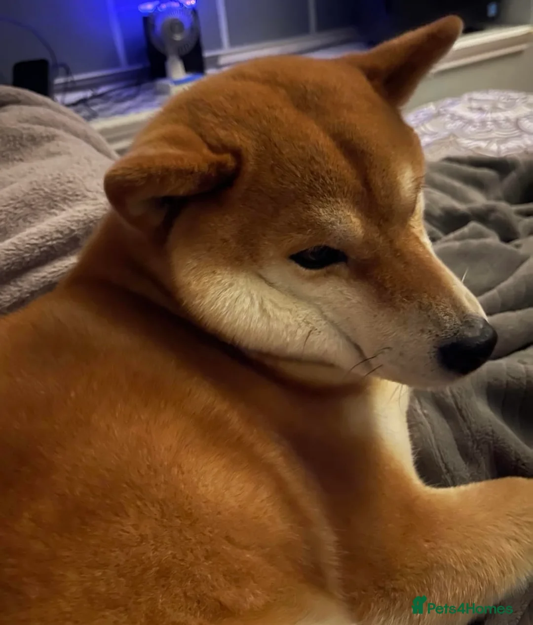 Japanese Shiba Inu dogs for sale: Superb Shiba - Excellent Companion - Advert 3