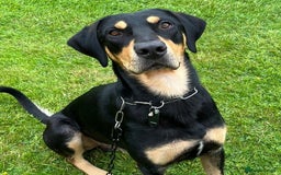 Mixed Breed dogs for adoption: Parker (Hound mix) - Image 1
