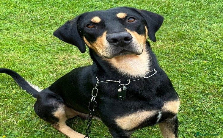 Mixed Breed dogs - Advert 3