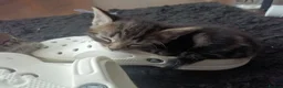 Mixed Breed cats for sale: X2 Female Kittens hand reared in Redcar - Advert 9