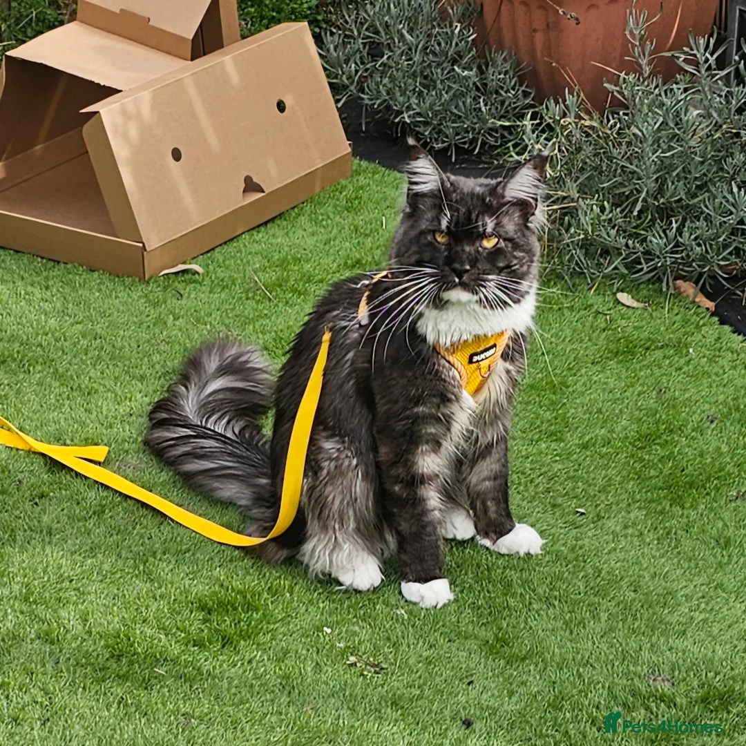 Maine Coon cats for sale: MainCoon Registered Polydactyl Female and 2 Males - Advert 2