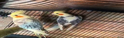 Cockatiels birds for sale: 2 pair cockatiels for sale £200 a pair  - Advert 10
