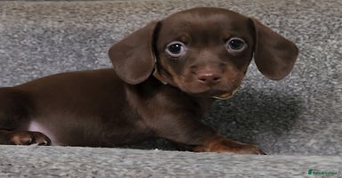 Miniature Dachshund dogs in Chorley - Advert 12