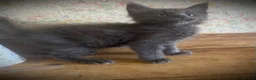 Maine Coon cats for sale: Full Maine Coon Russian Maine coon Kittens Males  - Advert 5