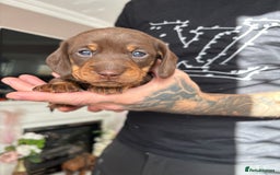 Miniature Dachshund dogs for sale: FOR SALE *Miniature dachshund puppies*  - Image 2