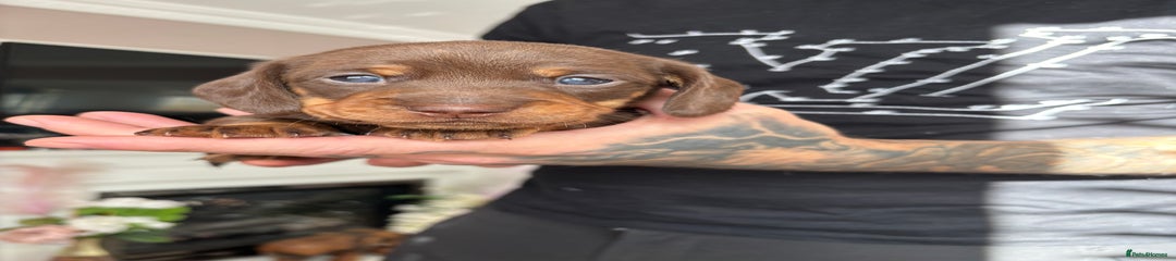 Miniature Dachshund Puppy 1