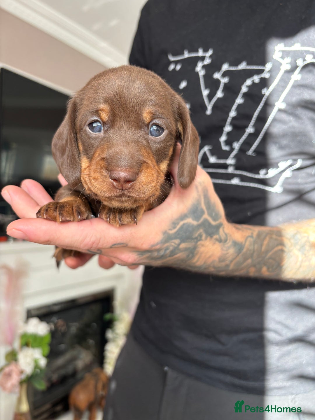 Miniature Dachshund dogs for sale: FOR SALE *Miniature dachshund puppies*  - Image 2