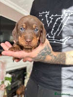 Miniature Dachshund dogs - Advert 3