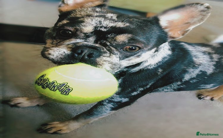 French Bulldog dogs - Advert 1