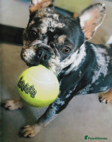 French Bulldog dogs - Advert 9