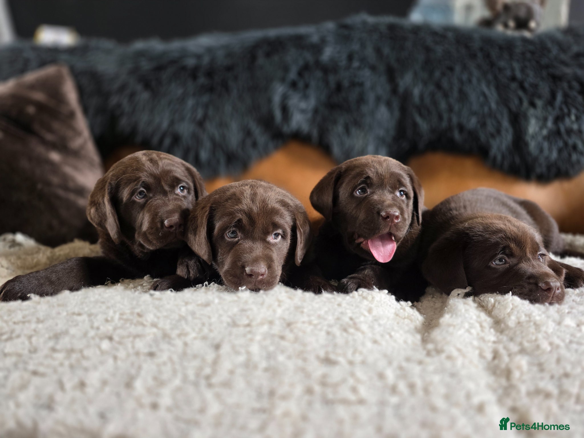 Labrador Retriever dogs High Quality Chocolate Labrador Puppies - Advert 1