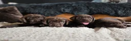 Labrador Retriever dogs for sale: High Quality Chunky Chocolate Labrador Puppies - Advert 11