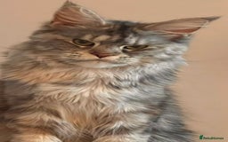 Maine Coon cats for sale: Maine coon kitten Tica registered  - Image 3