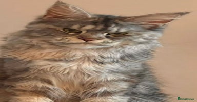 Maine Coon cats - Advert 2