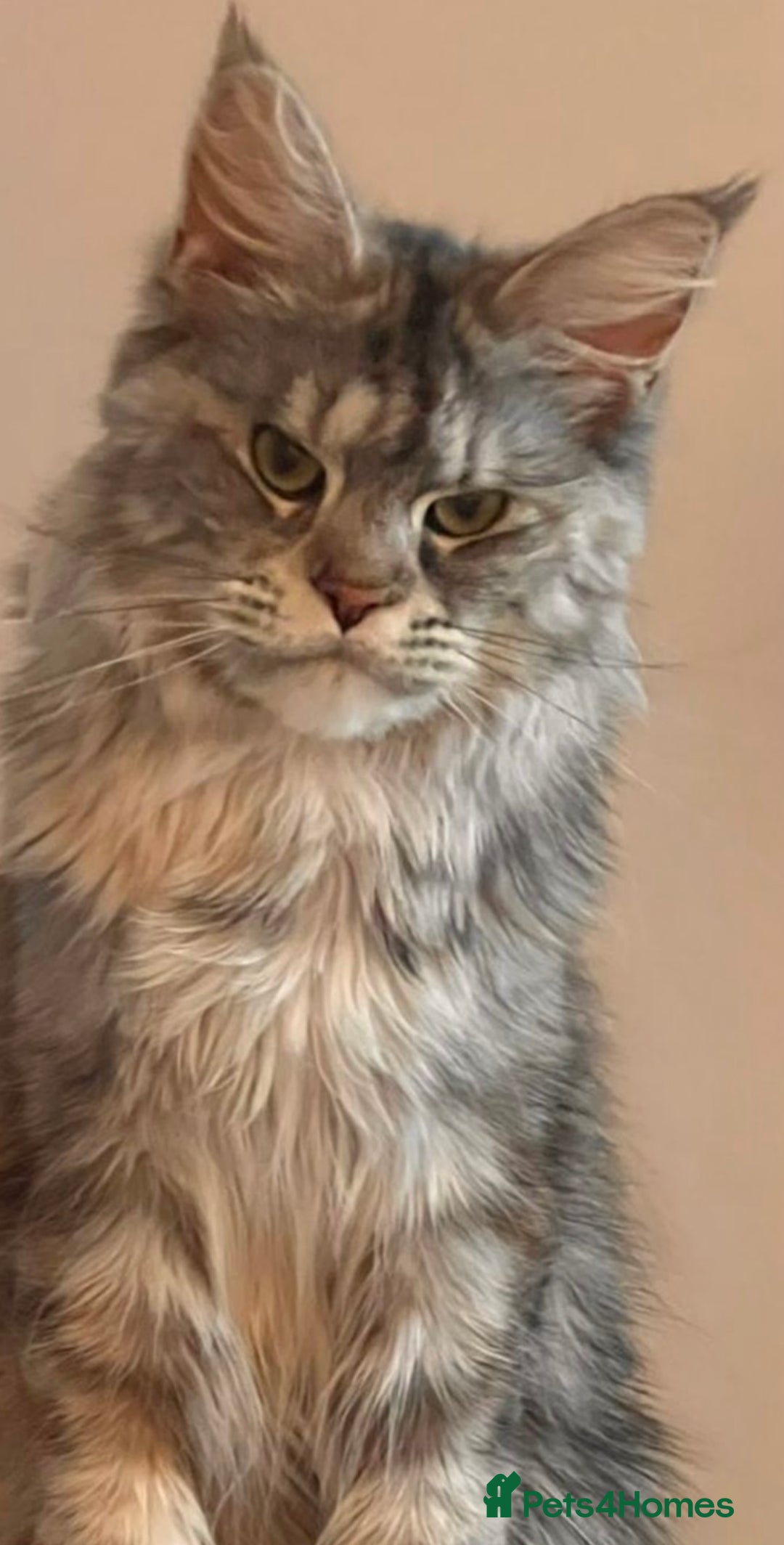 Maine Coon cats for sale: Maine coon kitten Tica registered  - Image 3