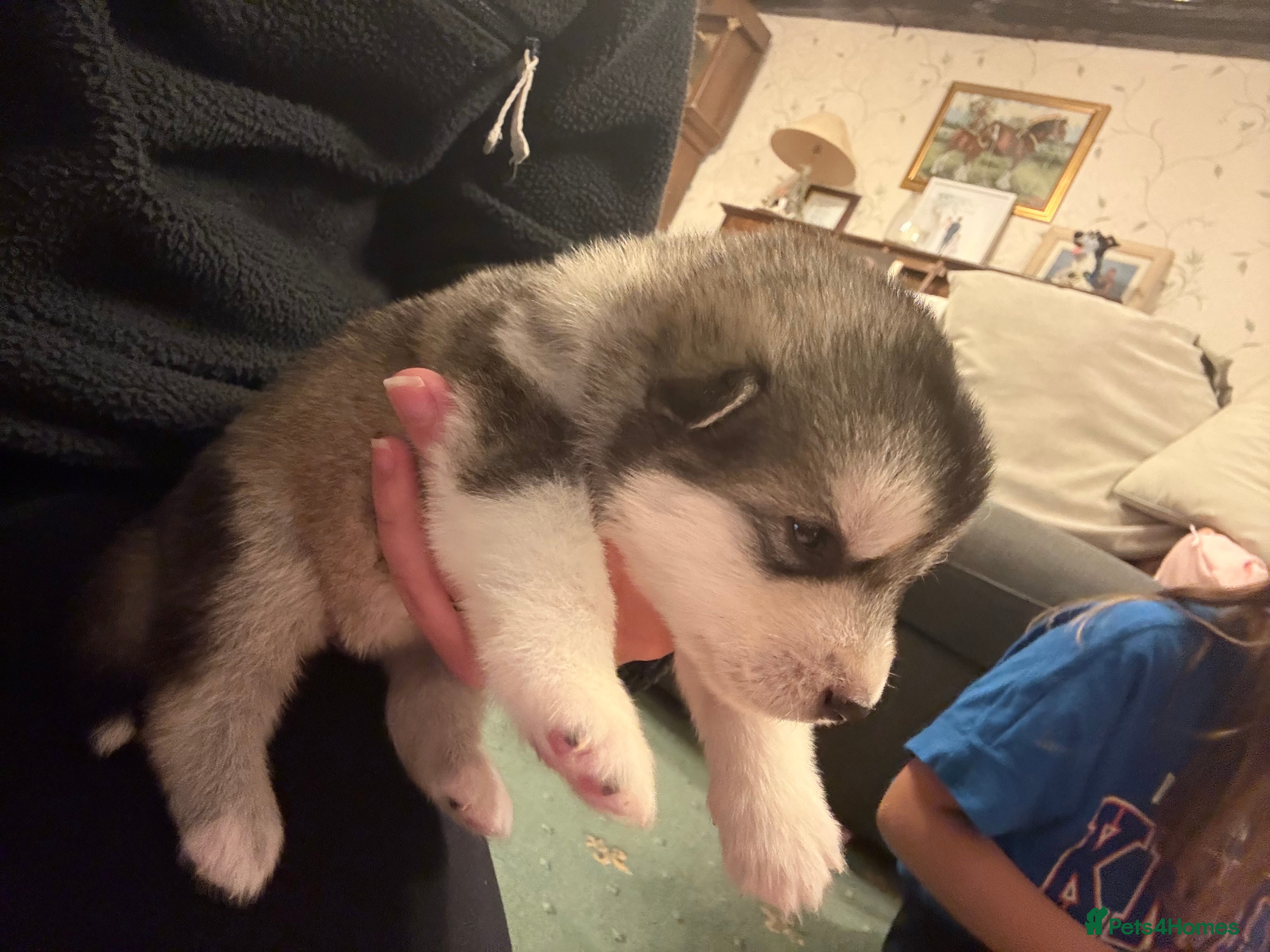 Alaskan Malamute dogs for sale: K.C Registered Quality Alaskan Malamute Puppies - Advert 14