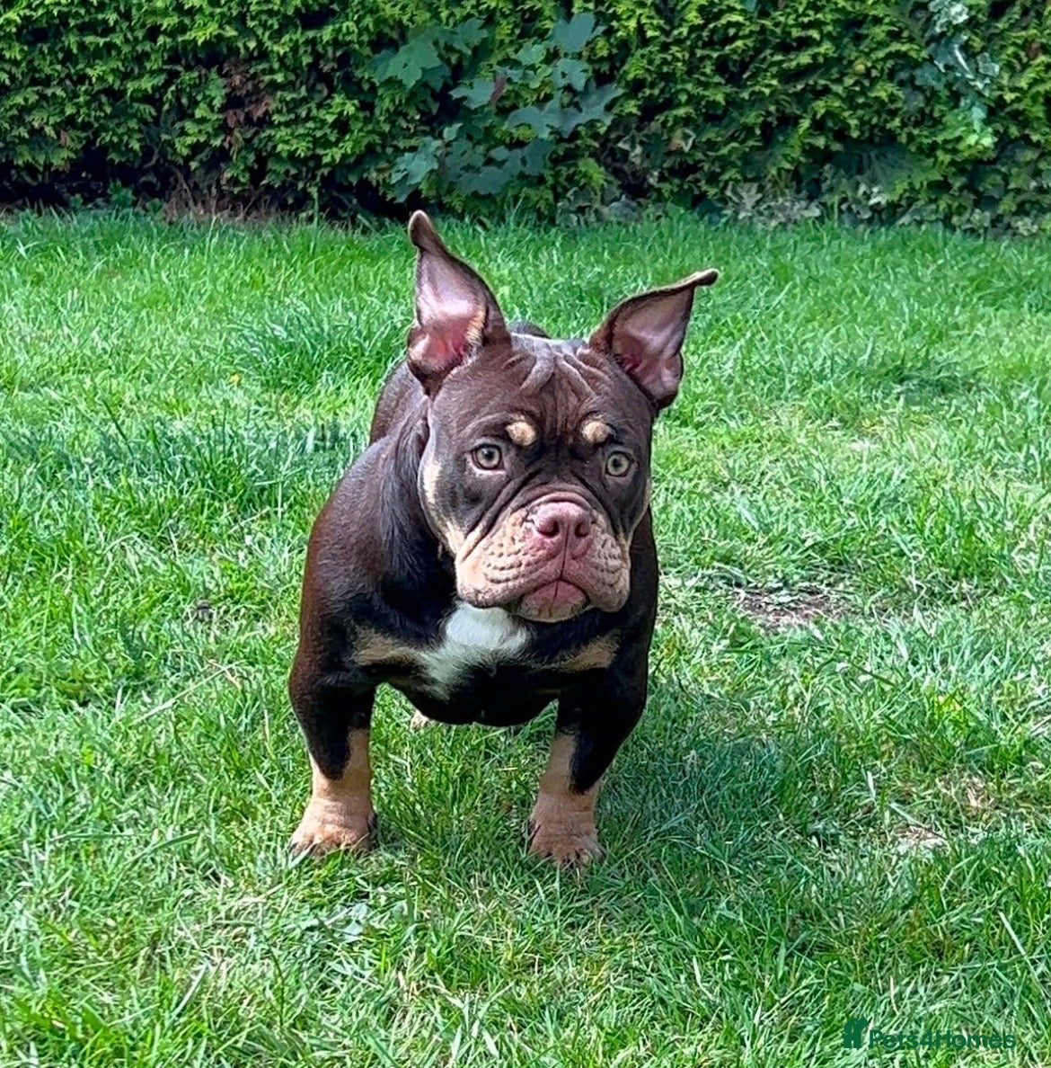 American Bully dogs Micro bully  - Advert 1