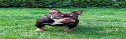 American Bully dogs for sale: Micro bully  - Advert 1