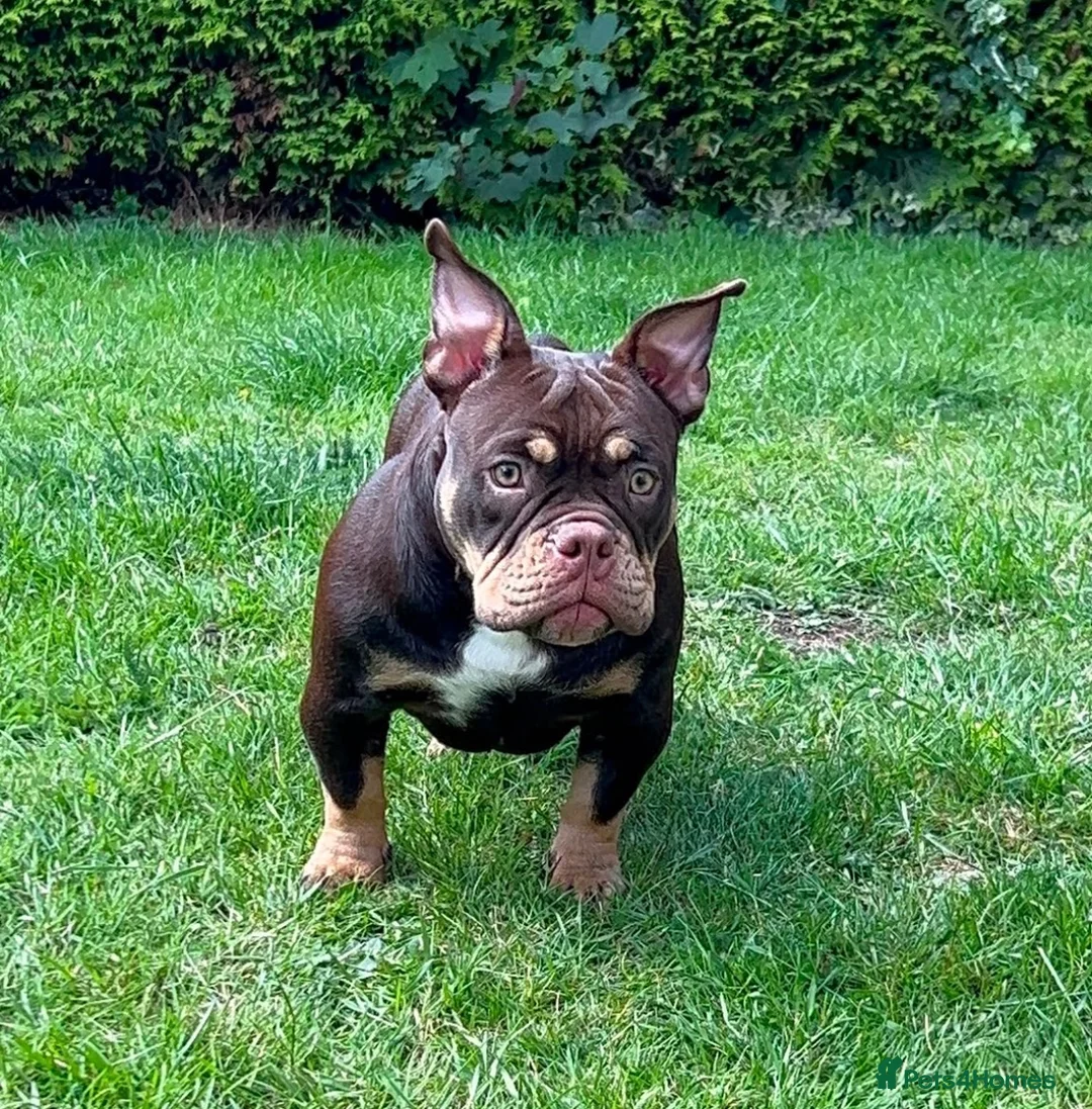 American Bully dogs for sale: Micro bully  - Advert 1
