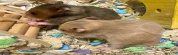 Hamster rodents for sale: Beautiful Syrian Hamsters - Advert 3