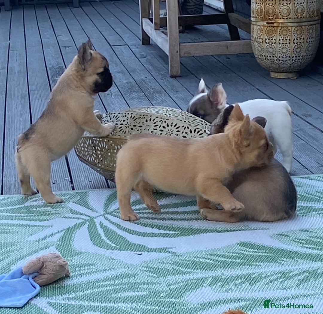 French Bulldog dogs for sale: DNA Health tested 5 🌟 KC fluffy French bulldogs - Image 23
