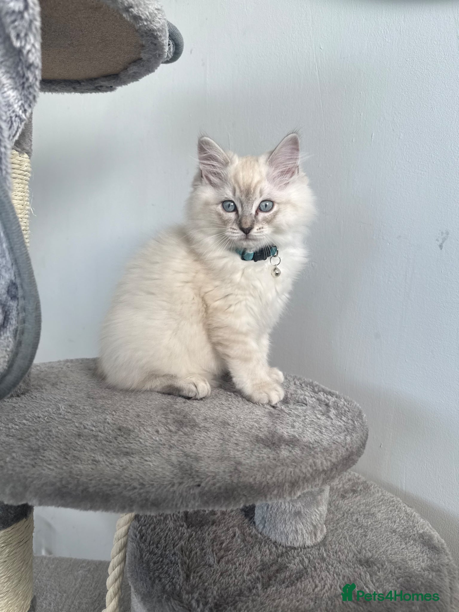 Ragdoll cats Blue Lynx Point Ragdoll Kitten 11 weeks  - Advert 18