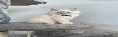 Ragdoll Kitten 1