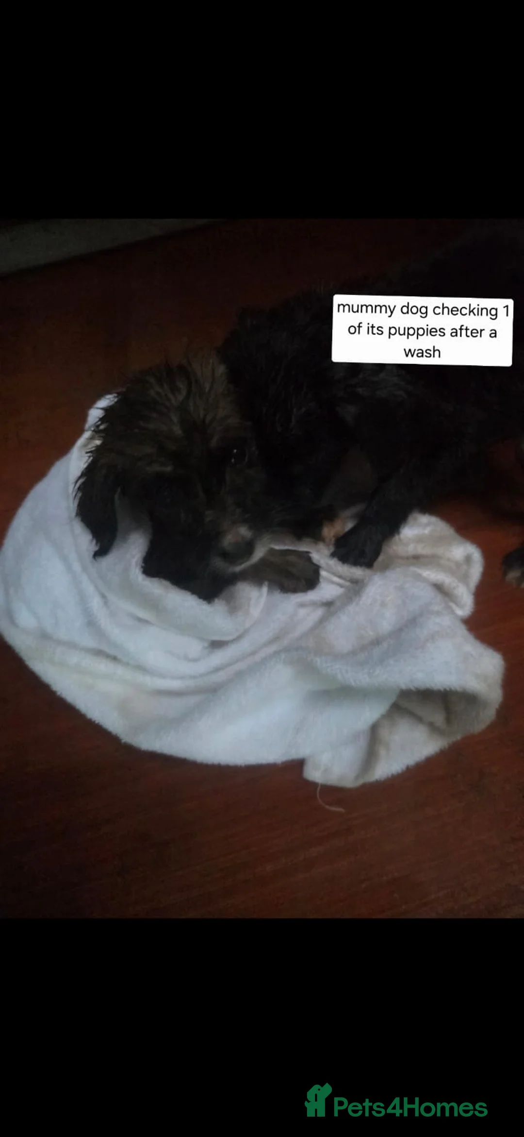 Cockapoo dogs for sale: Poodle x jack russell - Advert 9