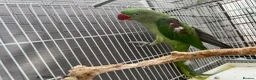 Mixed Breed birds for sale: Indian ringneck and Alexandrine parrot  - Advert 5
