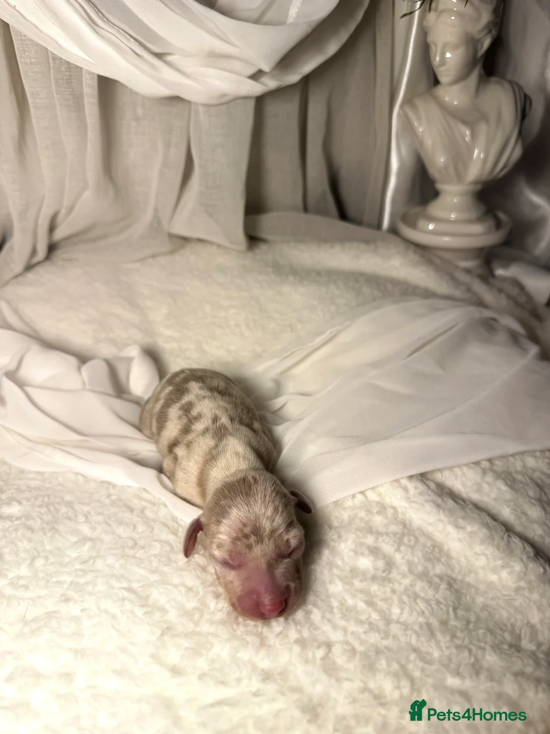 Miniature Dachshund dogs for sale: MINI DACHSHUND PUPPIES💕 KC REGISTERED/PRA CLEAR  - Advert 24