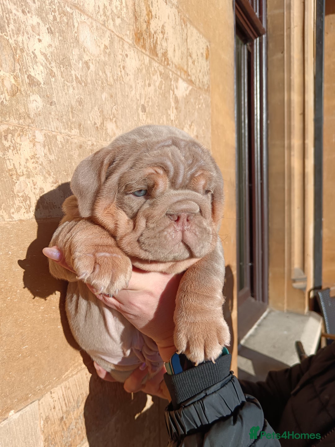 English Bulldog dogs for sale: 2 stunning males from the world famous Mr muscle  - Advert 21
